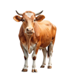LIVE COW PACK