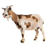 1 LIVE GOAT