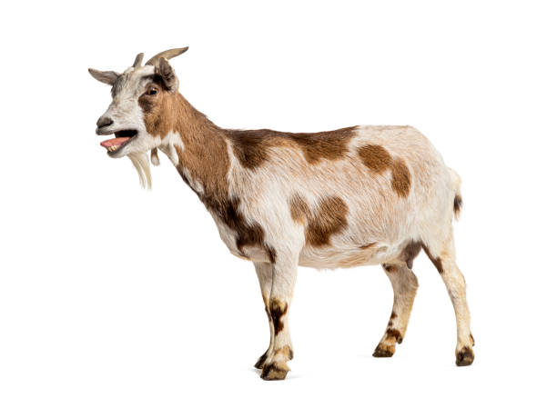 A Healthy Goat. 1 LIVE GOAT - Image 1